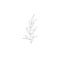 Minimalist linear olive branch. Small ornamental floral element, tiny fine line botanical leaves for tattoo sketch