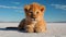 Minimalist Lion Cub In The Desert: A Wes Anderson Inspired Close-up