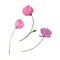 Minimalist loose peony buds watercolor drawn set