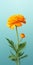 Minimalist Marigold: 3d Rendering Of A Vibrant Flower For World-class And Tcl 5-series Wallpaper