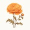 Minimalist Marigold: A Beautiful Orange Flower On A White Background