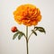 Minimalist Marigold: A Delicate Rose On A White Background