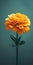 Minimalist Marigold Mobile Wallpaper For Sensational And Sony Z9g