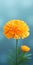 Minimalist Marigold Mobile Wallpaper For Sensational And Sony Z9g