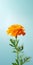 Minimalist Marigold Mobile Wallpaper For World-class And Tcl 5-series