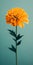 Minimalist Marigold Mobile Wallpaper For World-class And Tcl 5-series