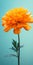 Minimalist Marigold Mobile Wallpaper World-class And Tcl 5-series