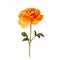 Minimalist Marigold: Orange Flower On White Background