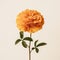 Minimalist Marigold: A Stunning Symbol Of Elegance