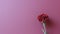 Minimalist Maroon Carnation On Purple Background - Vaporwave Aesthetic