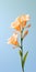 Minimalist Mobile Wallpaper: Elegant Freesia On Blurred Background