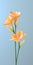 Minimalist Mobile Wallpaper: Elegant Freesia In Sharp Focus