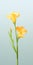 Minimalist Mobile Wallpaper: Elegant Freesia In Sharp Focus