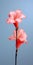 Minimalist Mobile Wallpaper: Elegant Gladiolus In Sharp Focus