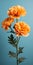 Minimalist Mobile Wallpaper: Elegant Marigold On Blurred Background