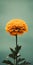 Minimalist Mobile Wallpaper: Elegant Marigold In Sharp Focus