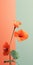 Minimalist Mobile Wallpaper: Elegant Nasturtium In Sharp Focus