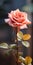 Minimalist Mobile Wallpaper: Elegant Rose In Sharp Focus