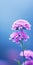 Minimalist Mobile Wallpaper Elegant Verbena In Sharp Focus