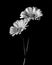 Minimalist monochrome gerbera daisy