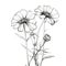 Minimalist Monochrome Sketch Of Cosmos Flowers By Sarah Purser