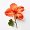 Minimalist Nasturtium Image With Orange Flower On White Background