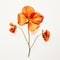 Minimalist Nasturtium Image With Rose On White Background