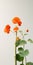 Minimalist Nasturtium Mobile Wallpaper For Sumptuous And Vizio P-series Quantum X