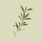 Minimalist Olive Leaf Illustration On Gray Background