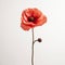 Minimalist Orange Poppy On White Background