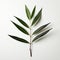 Minimalist Palm Leaf: A Muted Tropical Symbolism In Lil Nas X Style