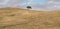 Minimalist panorama of a rolling hilly plowed field with solitary suber cork oak tree, Quercus Suber, captured at