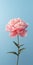 Minimalist Peony Mobile Wallpaper For Best And Samsung Qn900a