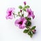 Minimalist Petunia Flowers On White Background Stock Photo