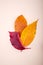 Minimalist Photo with Bright Autumn Leaves Against Beige Background. Good For Social Media Posts to Hello November, Autumn Mood