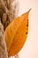 Minimalist Photo with Bright Autumn Leaves Against Beige Background. Good For Social Media Posts to Hello November, Autumn Mood