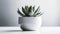 A Minimalist Photograph Of A Single Succulent In A White Pot. Ge