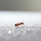 Minimalist Photography Of A Cute Ant In Light White And Maroon