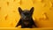 Minimalist Photography: Cute Bat On Yellow Background