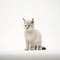 Minimalist Photography Of Cute Bobcat In Japanese Minimalism Style