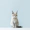 Minimalist Photography Of Cute Bobcat In Japanese Minimalism Style