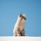 Minimalist Photography: Cute Bobcat In Japanese Minimalism Style 32k