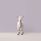 Minimalist Photography Of A Cute Goat