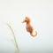 Minimalist Photography Of A Cute Seahorse In Japanese Minimalism Style