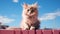 Minimalist Photography Furry Kitten On Pink Railing