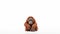 Minimalist Photography of an orangutan isolated clear white background