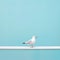 Minimalist Photography: Serene Oceanic Vistas With A Cute Seagull