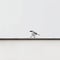 Minimalist Photography: Small White Bird On Ledge In Urban Style