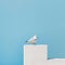Minimalist Photography: White Bird On Wall With Blue Sky