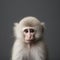 Minimalist Photography: White Monkey In Ayako Rokkaku Style